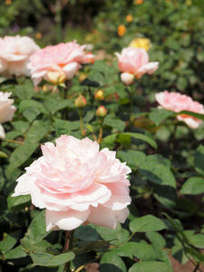 20100516_20shuusei.jpg