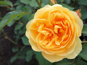20100516_26shuusei.jpg