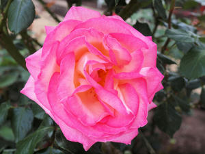 20100516_28shuusei.jpg