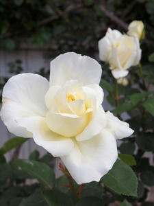 20100516_33shuusei.jpg
