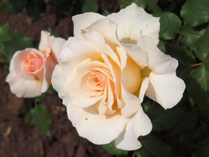 20100516_41shuusei.jpg