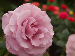 20100519_16shuusei.jpg
