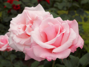 20100519_24shuusei.jpg