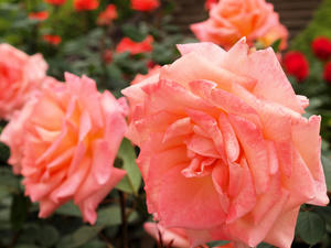 20100519_29shuusei.jpg