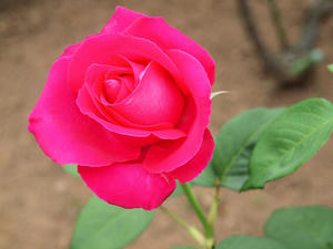 20100519_38shuusei.jpg
