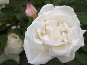 20100519_41shuusei.jpg