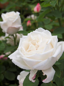 20100519_44shuusei.jpg
