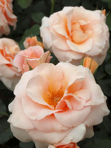 20100519_58shuusei.jpg