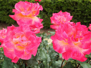 20100519_82shuusei.jpg