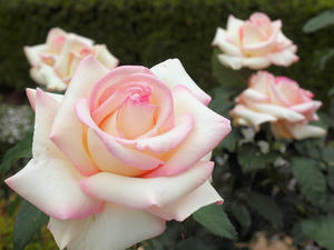 20100519_97shuusei.jpg