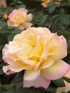 20100519_101shuusei.jpg