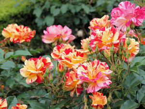 20100519_104shuusei.jpg