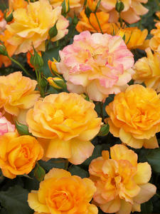 20100519_107shuusei.jpg