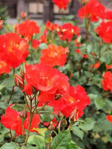 20100519_122shuusei.jpg