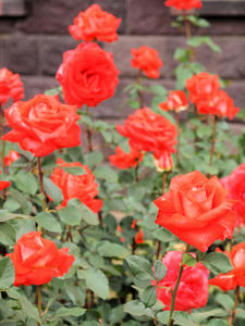 20100519_130shuusei.jpg