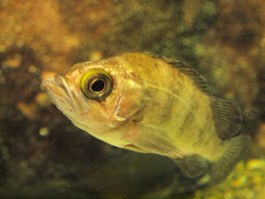 20100519_225shuusei.jpg