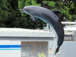 20100519_498shuusewi.jpg