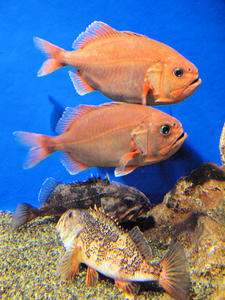 20100519_1051shuusei.jpg