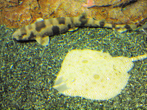 20100519_1047shuusei.jpg