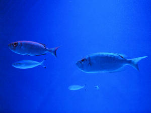 20100519_707shuusei.jpg