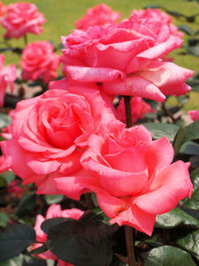 20100526_19shuusei.jpg