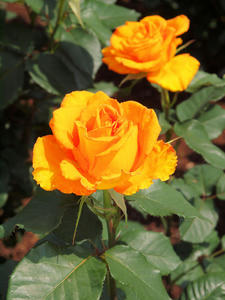 20100526_21shuusei.jpg