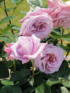 20100526_23shuusei.jpg