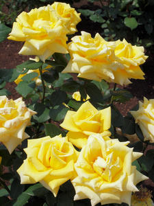 20100526_25shuusei.jpg