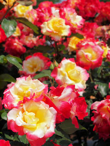 20100526_29shuusei.jpg