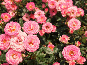 20100526_108shuusei.jpg