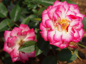 20100526_98shuusei.jpg