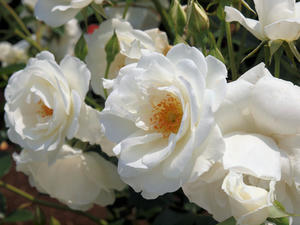 20100526_85shuusei.jpg