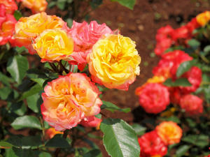 20100526_80shuusei.jpg