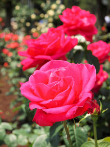 20100526_74shuusei.jpg