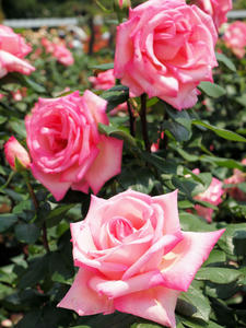 20100526_64shuusei.jpg