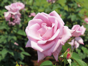 20100526_62shuusei.jpg