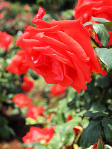 20100526_60shuusei.jpg