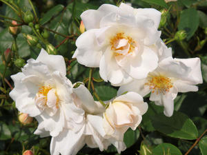 20100526_54shuusei.jpg