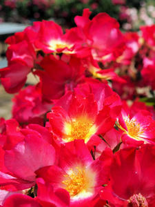 20100526_51shuusei.jpg