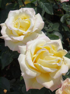 20100526_47shuusei.jpg