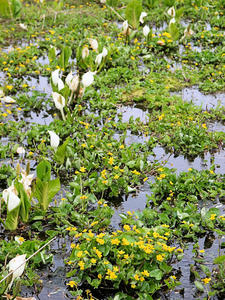 20100608_253shuusei.jpg