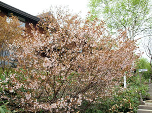 20100608_259shuusei.jpg