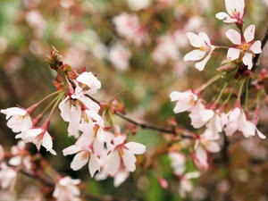 20100608_277shuusei.jpg