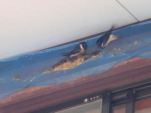 20100608_270shuusei.jpg