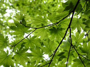 20100608_350shuusei.jpg