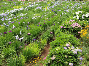 20100615_43shuusei.jpg
