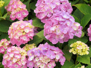 20100615_13shuusei.jpg