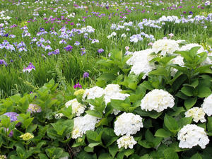 20100615_11shuusei.jpg