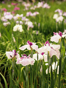 20100615_32shuusei.jpg