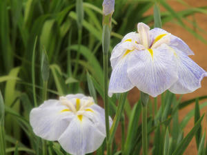 20100615_59shuusei.jpg
